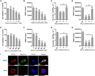 Cell entry of bovine respiratory syncytial virus through clathrin-mediated endocytosis is regulated by PI3K-Akt and Src-JNK pathways
